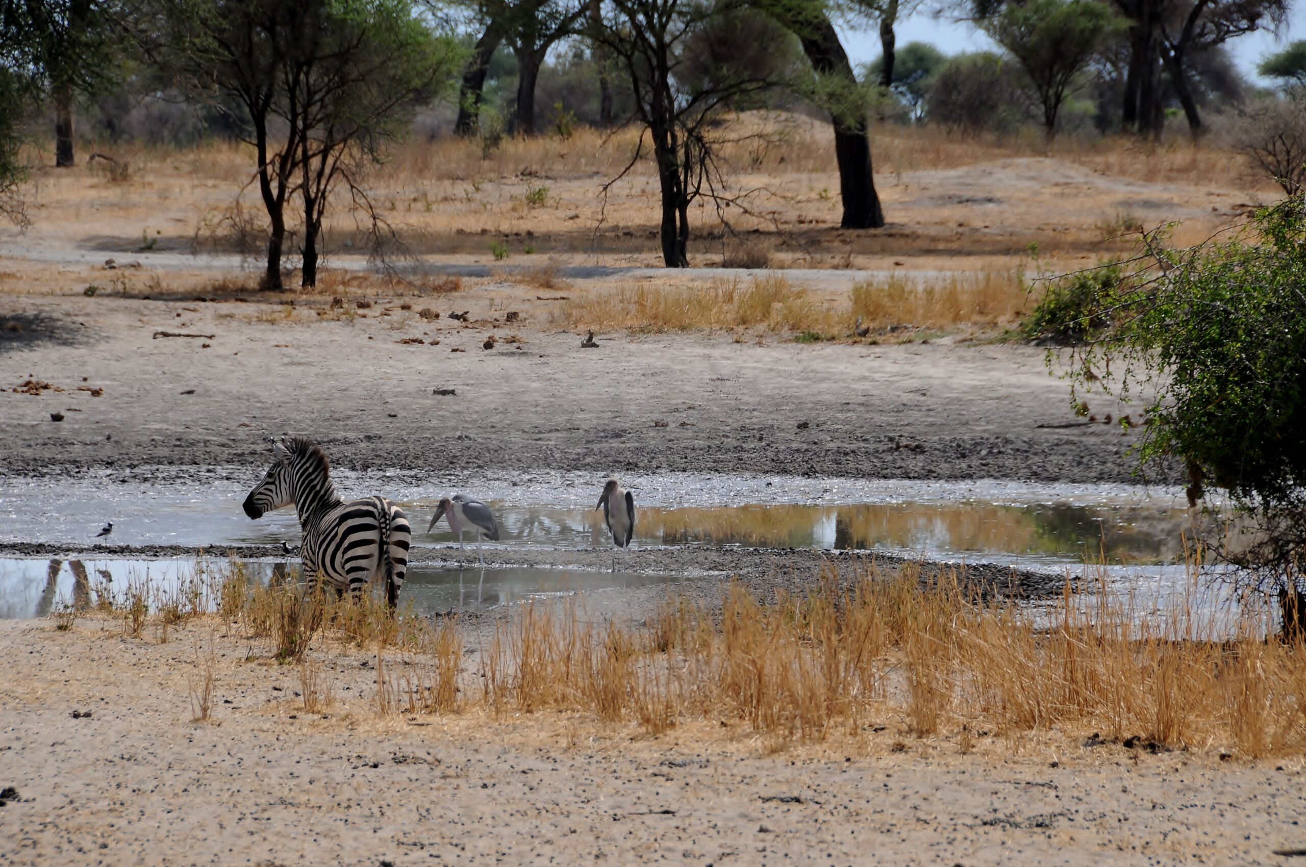 africa zebras peilcans tanzania